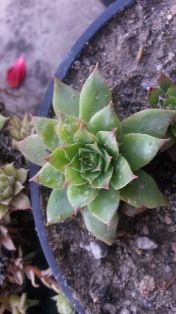 142 - Sempervivum Iulie 2017