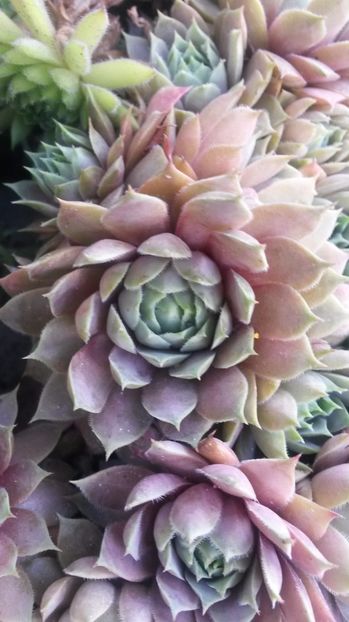 143 - Sempervivum Iulie 2017
