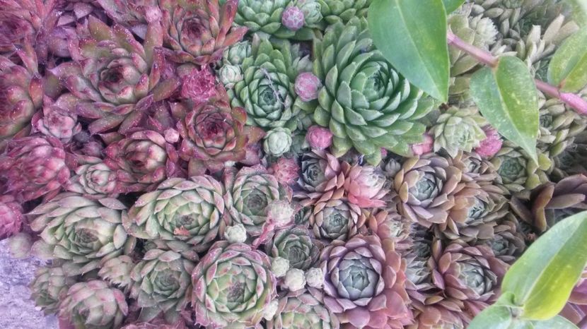 144 - Sempervivum Iulie 2017