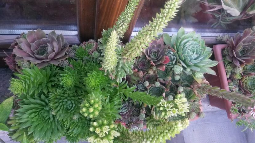  - Sempervivum Iulie 2017