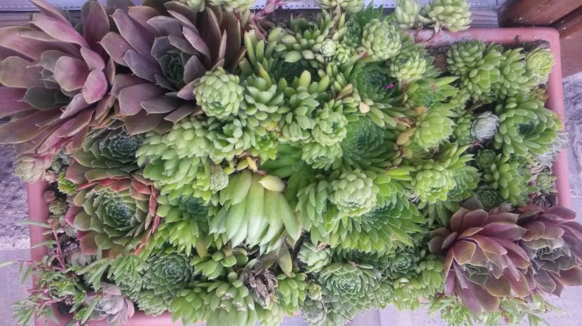  - Sempervivum Iulie 2017