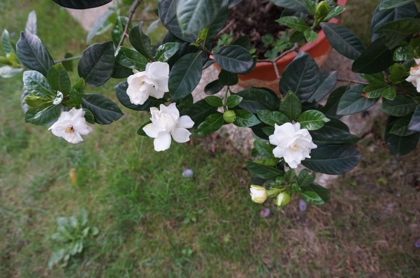  - Gardenia 2017