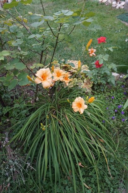 Stella d'Oro - Hemerocallis 2017