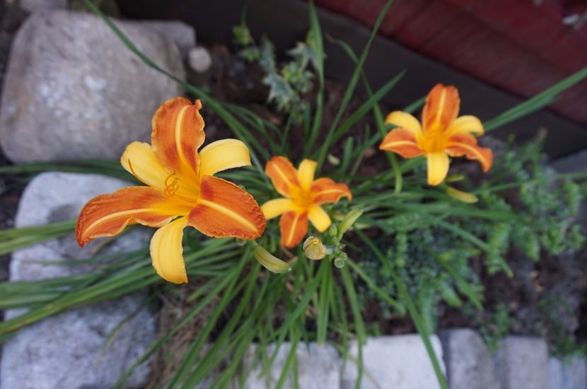  - Hemerocallis 2017