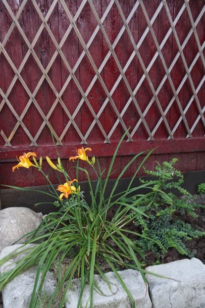  - Hemerocallis 2017