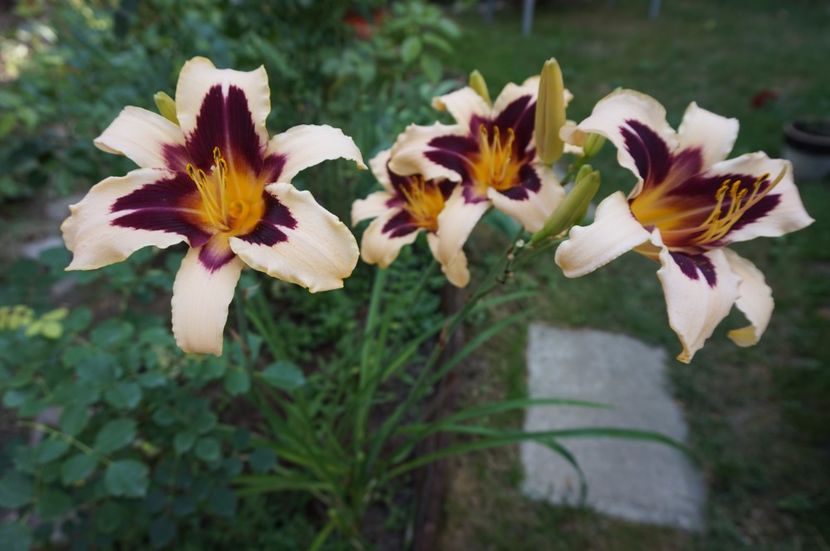  - Hemerocallis 2017