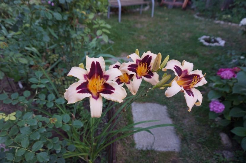  - Hemerocallis 2017