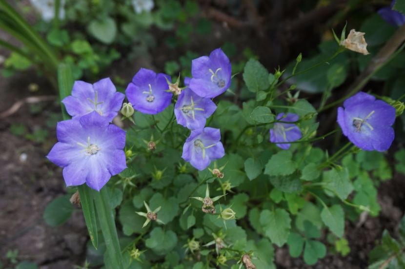  - Campanula