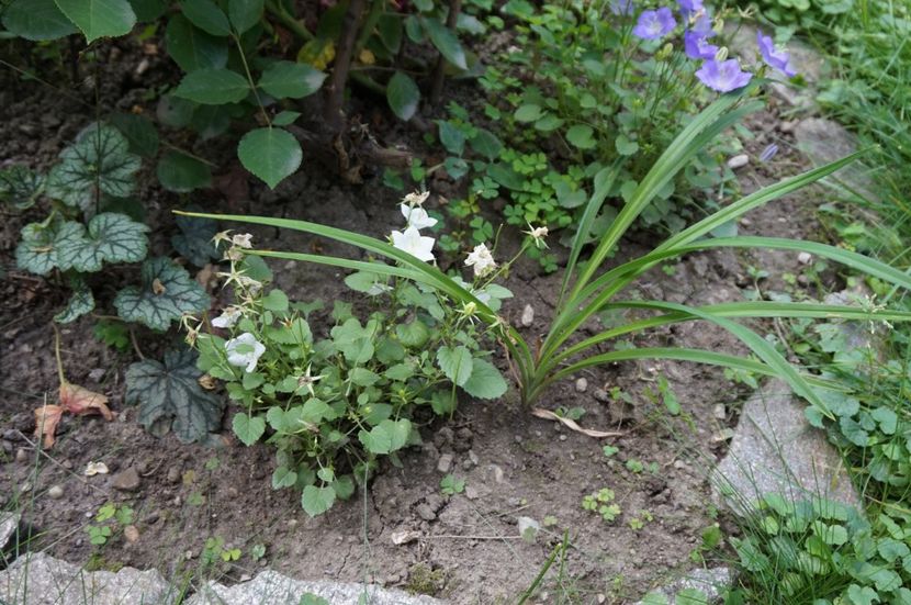  - Geranium si alte perene