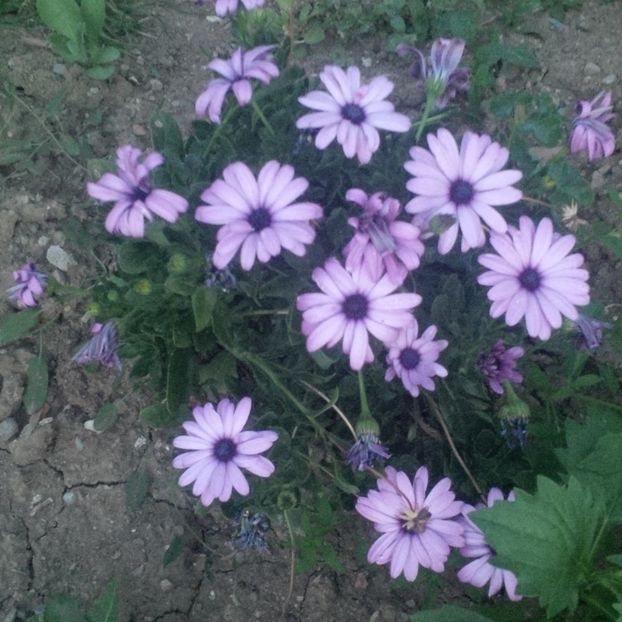  - gradina iulie 2017