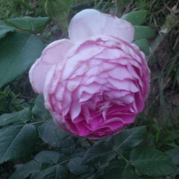 saphir - gradina iulie 2017