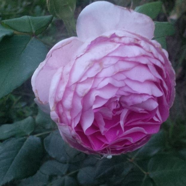 saphir - trandafiri 2017