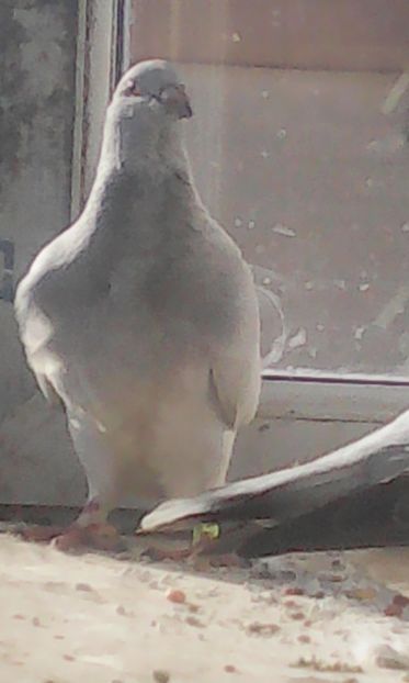 F 2017 - PUII 2017 DIN LA FABRICA