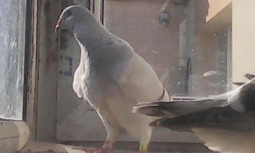  - PUII 2017 DIN LA FABRICA