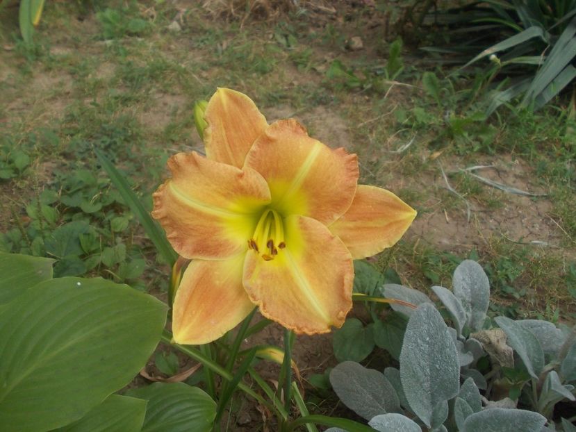  - hemerocallis