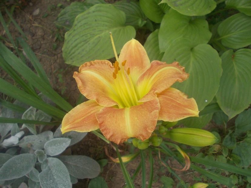  - hemerocallis