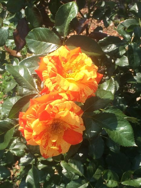 21.06.2017 - Zu-Cele mai frumoase grădini