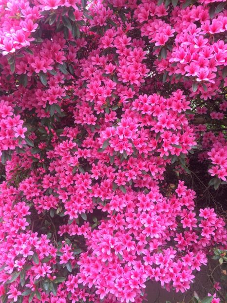 13.04.2017 - Zu-Cele mai frumoase grădini