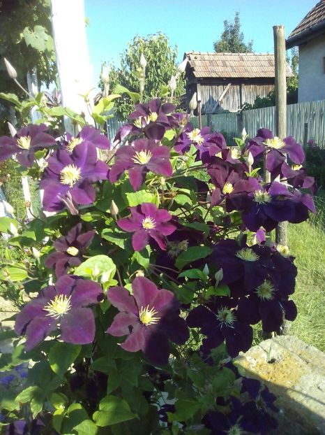 29.06.2017 - Zu-Cele mai frumoase grădini