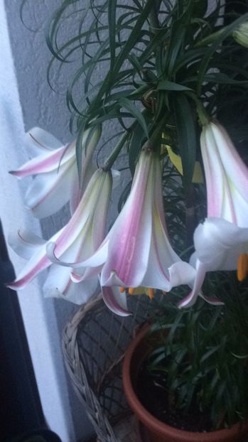 2.06.2017 - Zu-Cele mai frumoase grădini