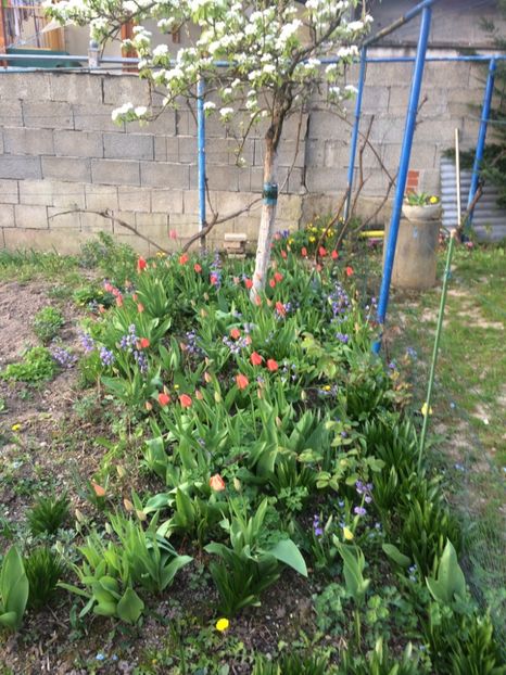 1.04.2017 - A doua grădină