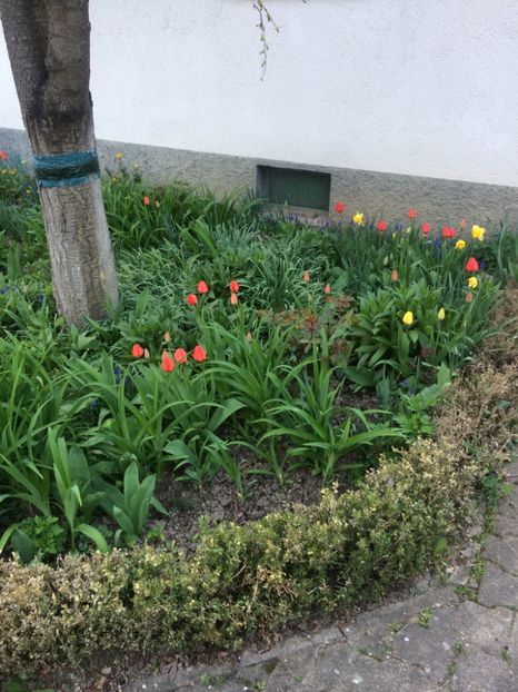 1.04.2017 - A doua grădină