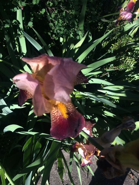 21.05.2017 - Zu-Cele mai frumoase grădini