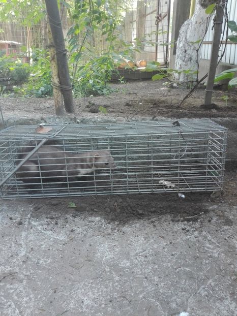  - Dusamnii porumbeiilor