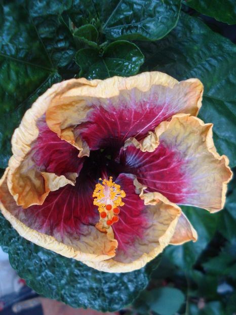  - Hibiscus Tahitian Purple Passion