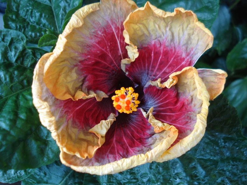  - Hibiscus Tahitian Purple Passion