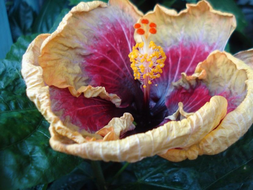  - Hibiscus Tahitian Purple Passion