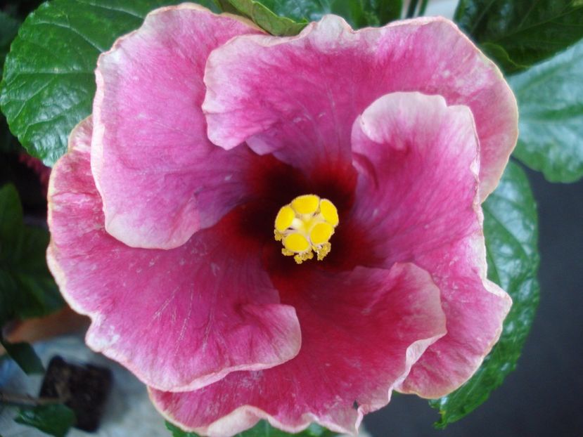  - Hibiscus Moorea Imperial Blossom