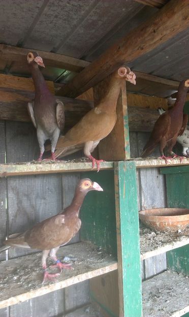  - Carieri tineri o parte 2016