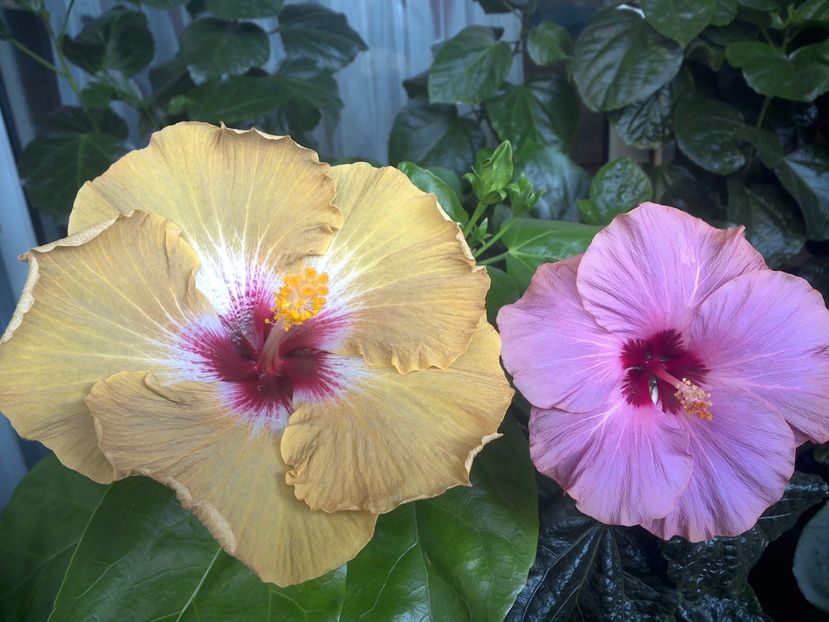 WIN_20170706_084647 - 03Hibiscus