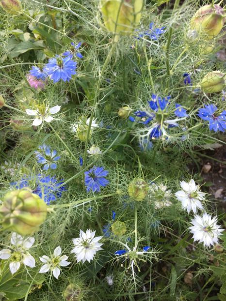  - Flori la balta 2017