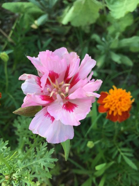  - Flori la balta 2017