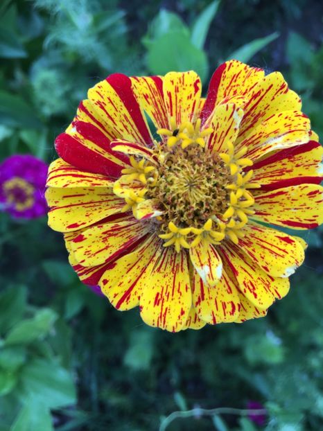  - Flori la balta 2017