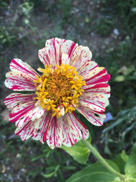  - Flori la balta 2017