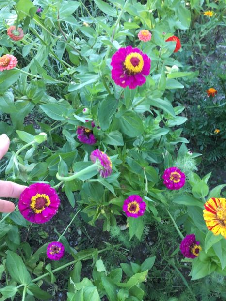  - Flori la balta 2017