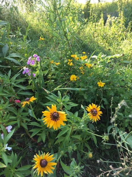  - Flori la balta 2017