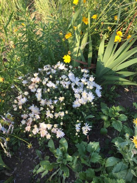  - Flori la balta 2017