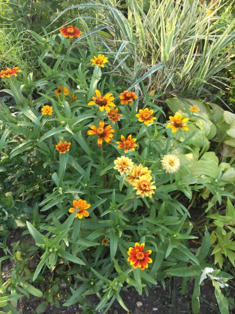  - Flori la balta 2017