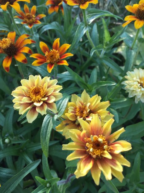  - Flori la balta 2017