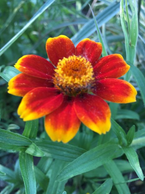  - Flori la balta 2017