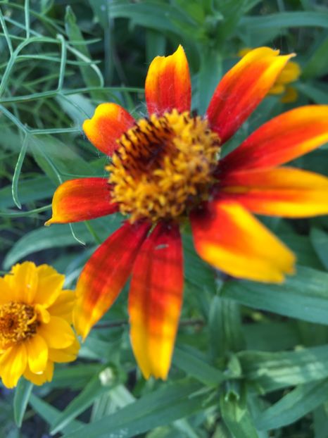  - Flori la balta 2017