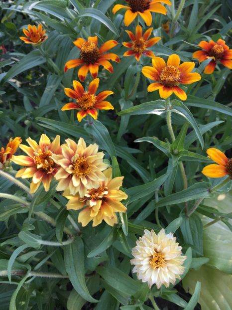  - Flori la balta 2017