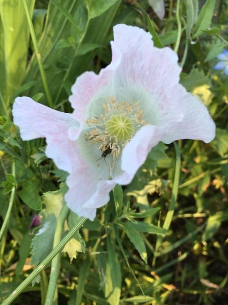  - Flori la balta 2017