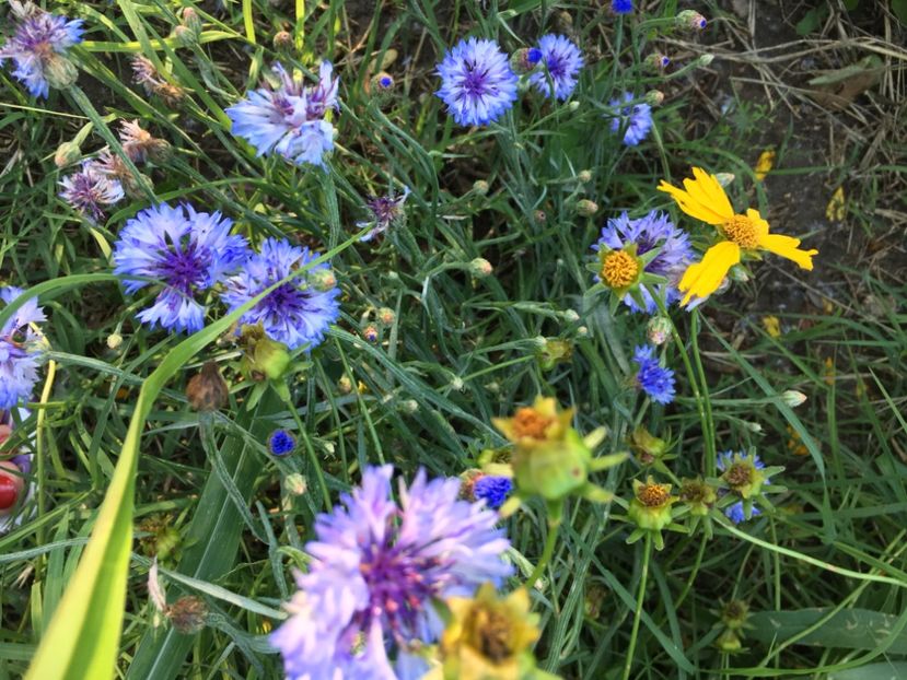  - Flori la balta 2017