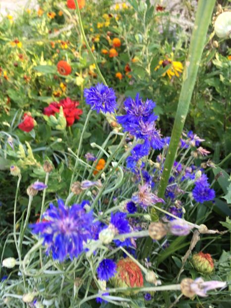  - Flori la balta 2017