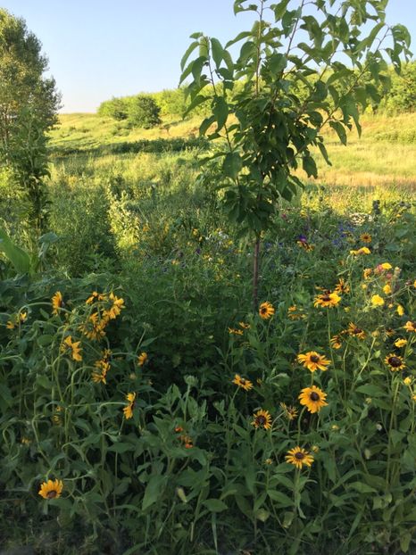  - Flori la balta 2017